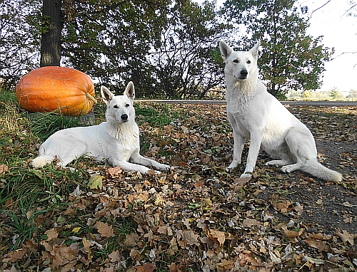 weisse Schferhunde 18 Monate alt - Krbisernte